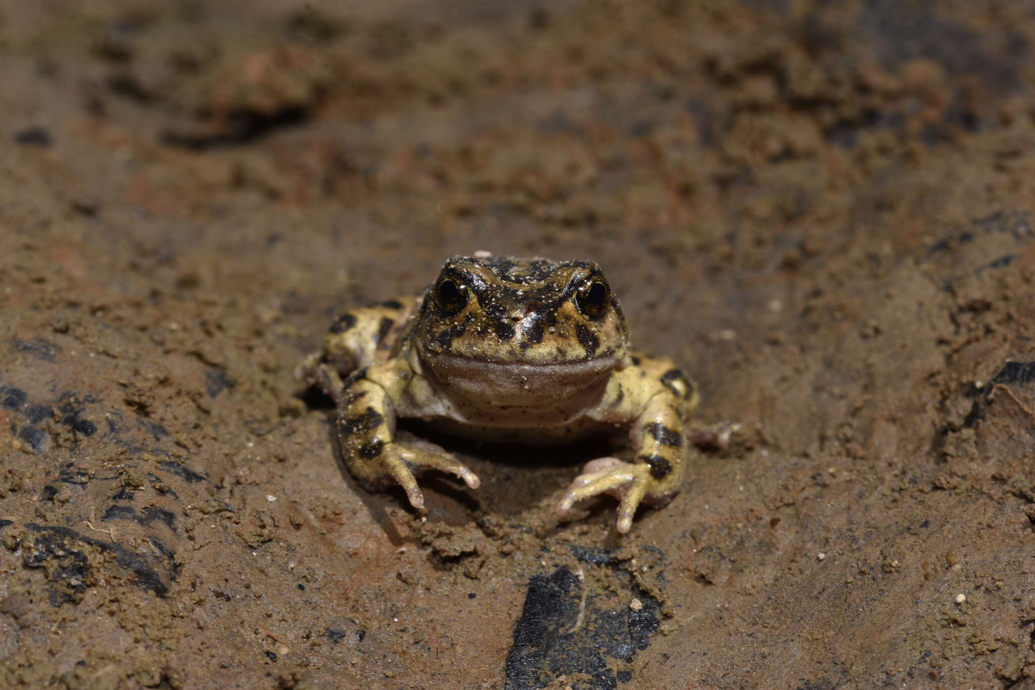 Image of Challhuaco frog