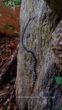 Image of Brazilian Woodland Racer