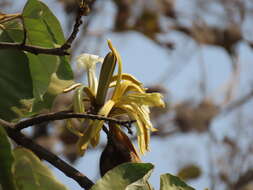 Image of Pterospermum acerifolium (L.) Willd.