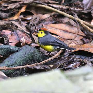 Myioborus torquatus (Baird & SF 1865) resmi