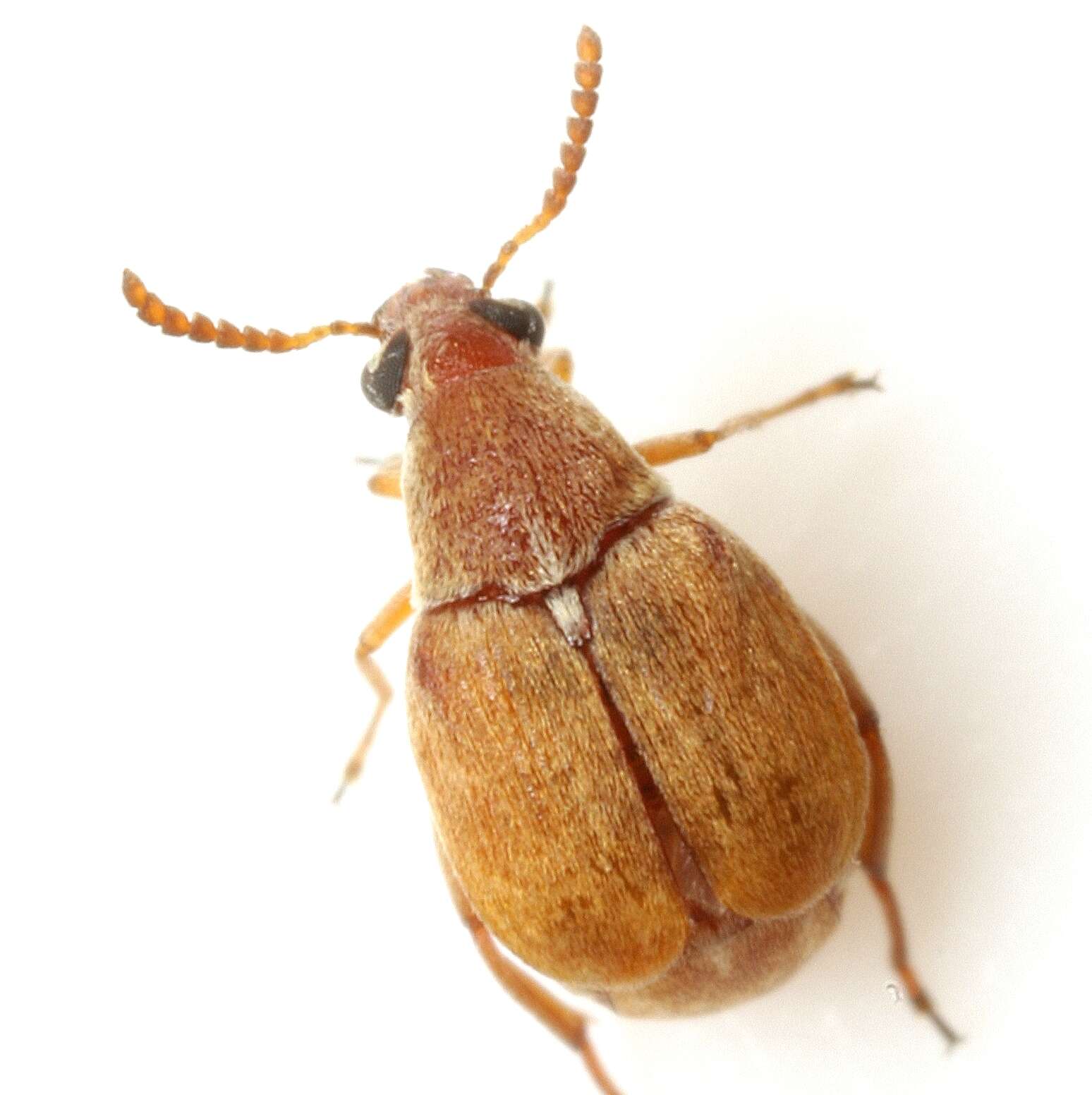 Sivun Acanthoscelides flavescens (Fahraeus 1839) kuva