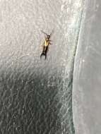 Image of Lined Earwig