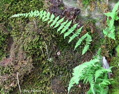 Image of bulblet bladderfern