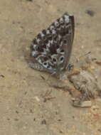 Image of Lepidochrysops robertsoni Cottrell 1965