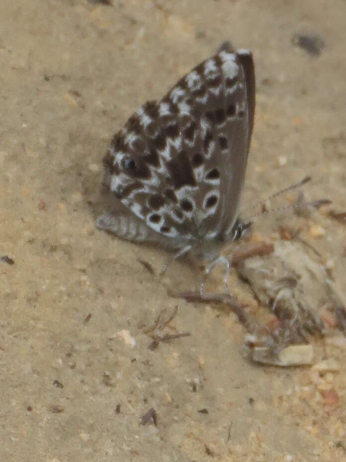 Image of Lepidochrysops robertsoni Cottrell 1965