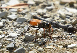 Image of Sphex flavipennis Fabricius 1793