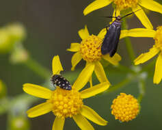 Imagem de Acmaeodera tubulus (Fabricius 1801)