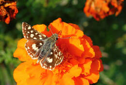 Image of Spialia spio Linnaeus 1764