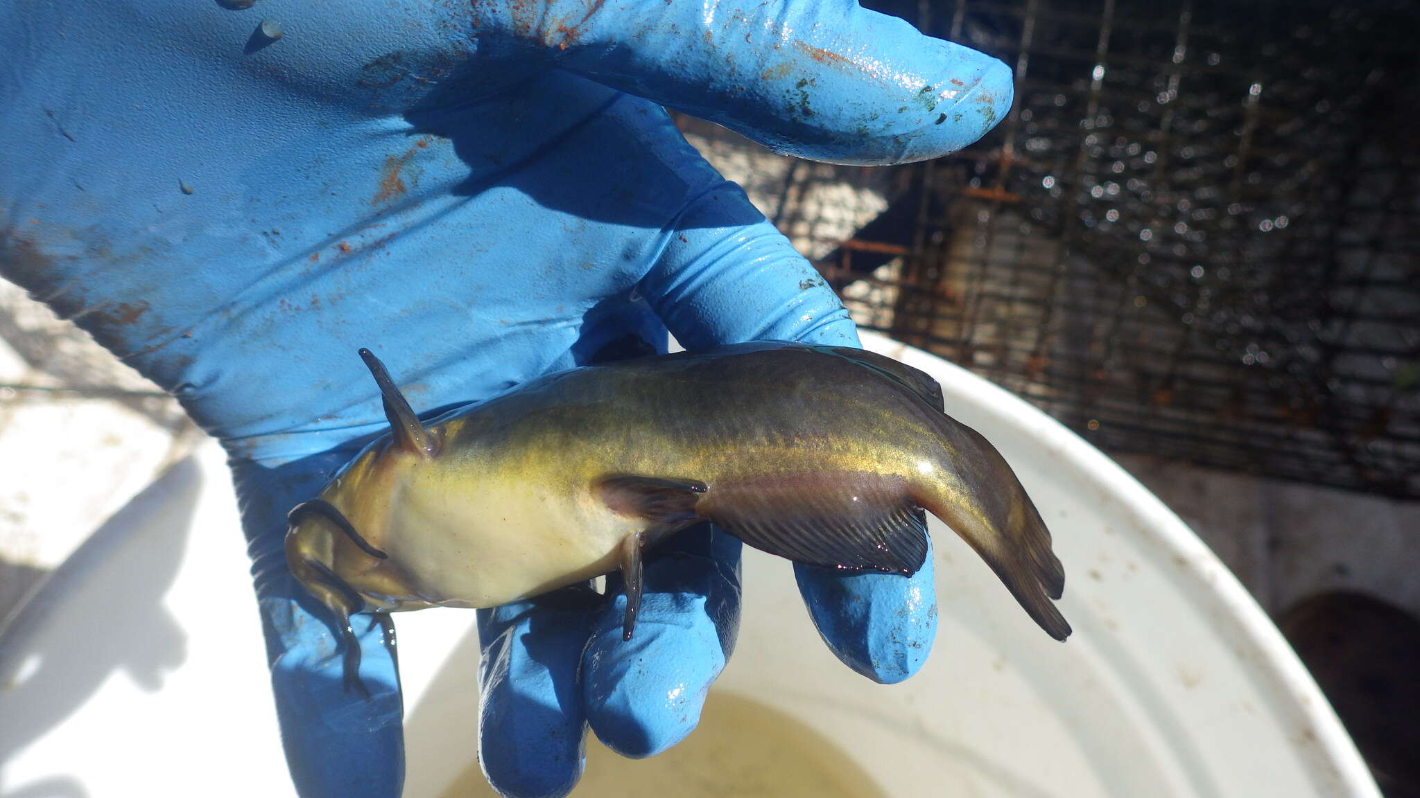 Image of Black Bullhead