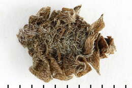 Image of Coleophora saturatella Stainton 1850
