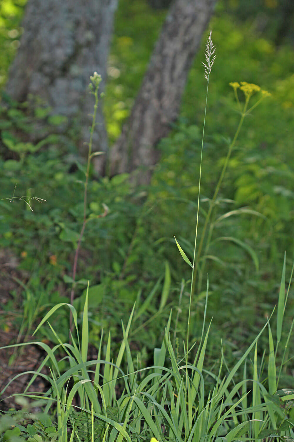 Sivun Calamagrostis korotkyi Litv. kuva