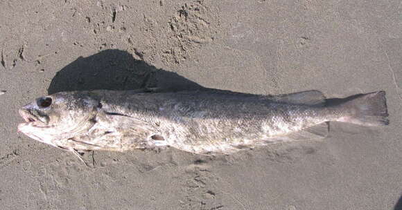 Image of Red codling