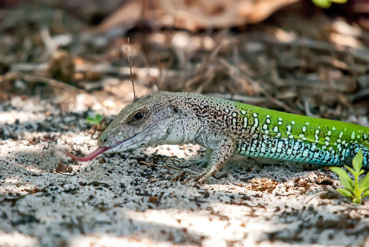 Image of Amazon Racerunner