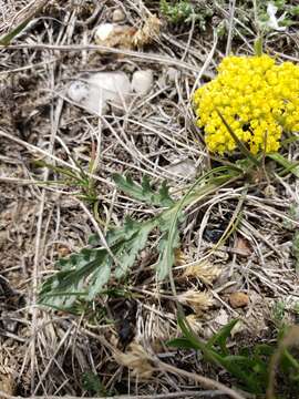 Image of leafy wildparsley