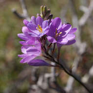 Image of Ixia purpureorosea G. J. Lewis