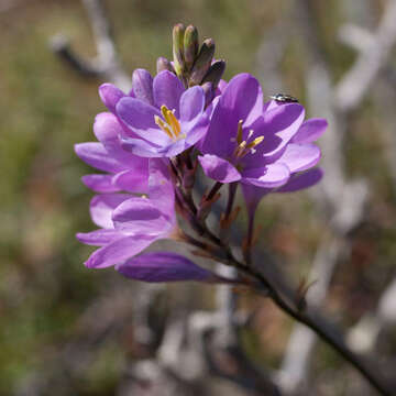 صورة Ixia purpureorosea G. J. Lewis