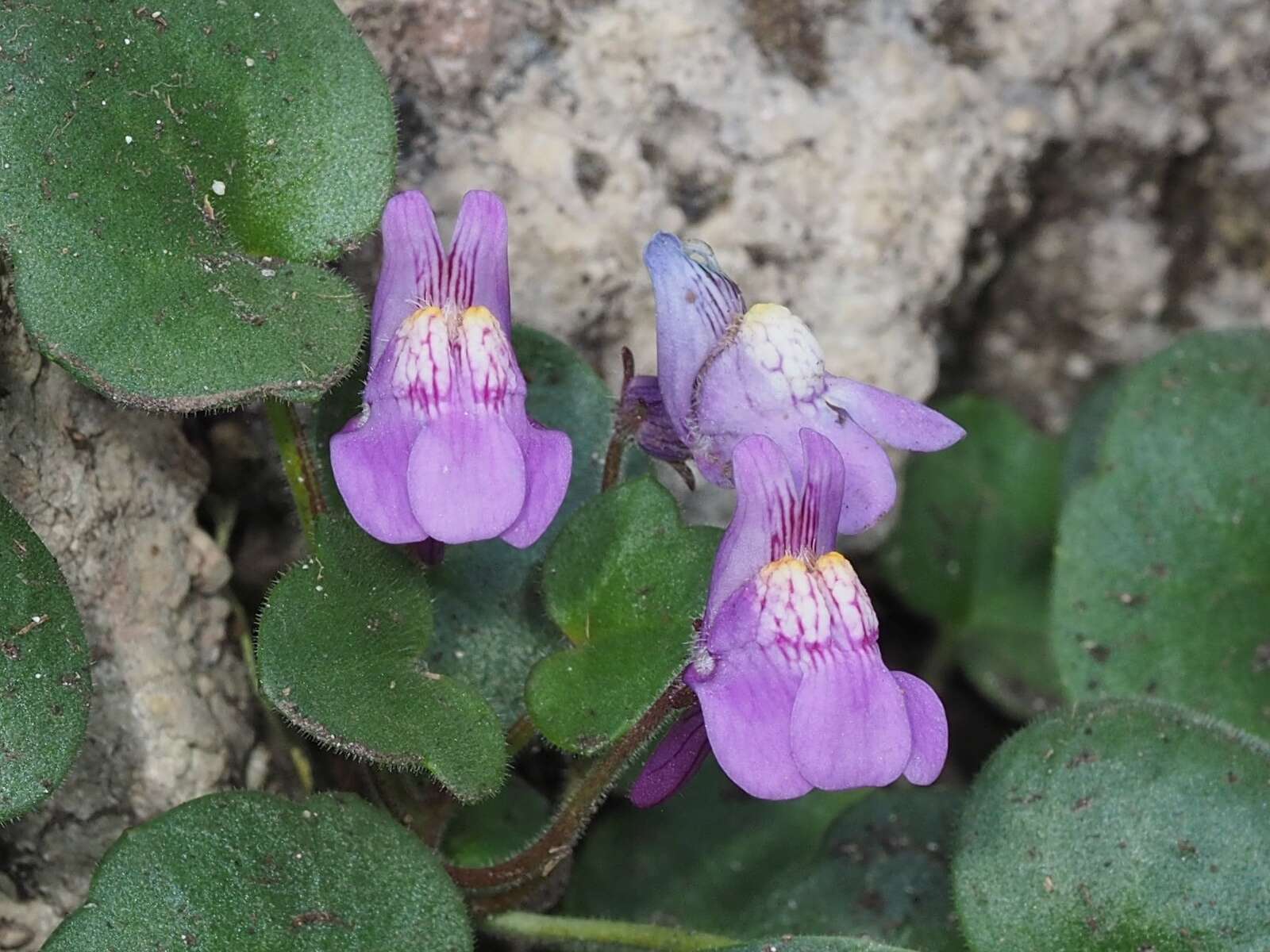 Image de Cymbalaria pallida (Ten.) Wettst.