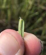 Image of Rough Rosette Grass