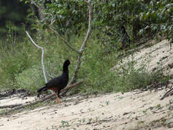 Image of Crestless Curassow