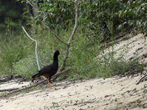 Image of Crestless Curassow