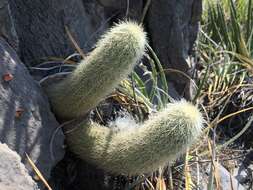 Image de Echinocereus freudenbergii G. Frank