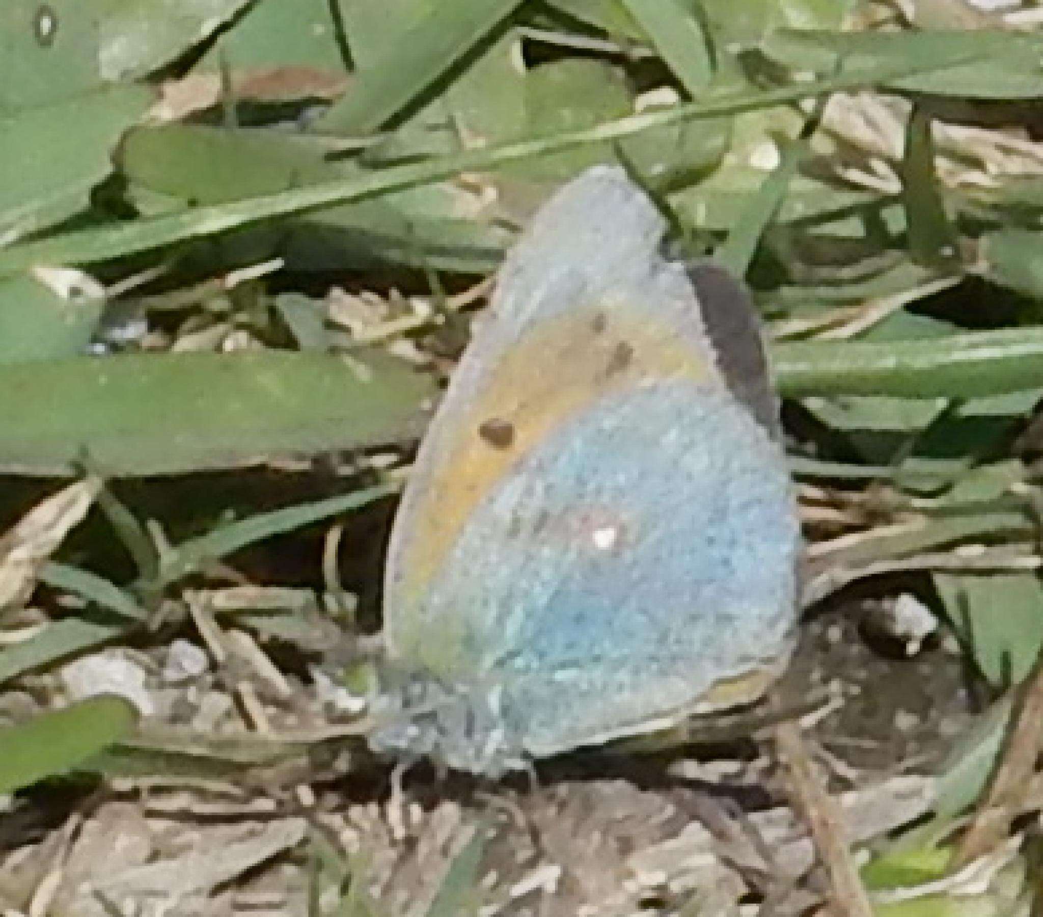 Image of <i>Colias <i>electo</i></i> electo