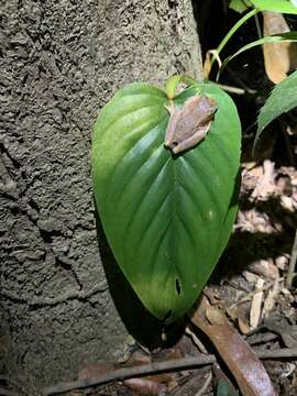 Image of Triangle Treefrog