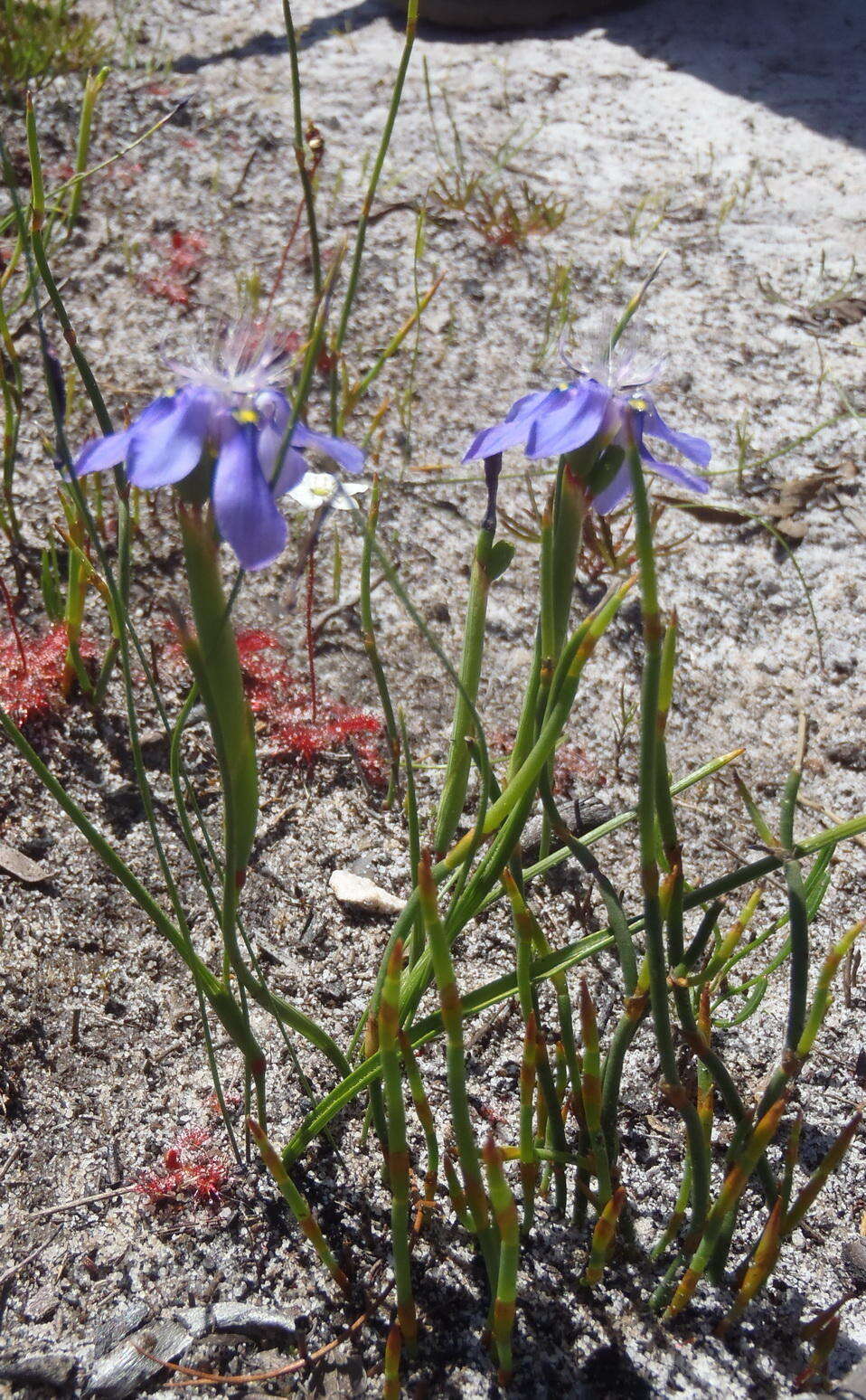 Image of Moraea lugubris (Salisb.) Goldblatt