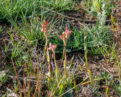 Imagem de Pterygodium catholicum (L.) Sw.