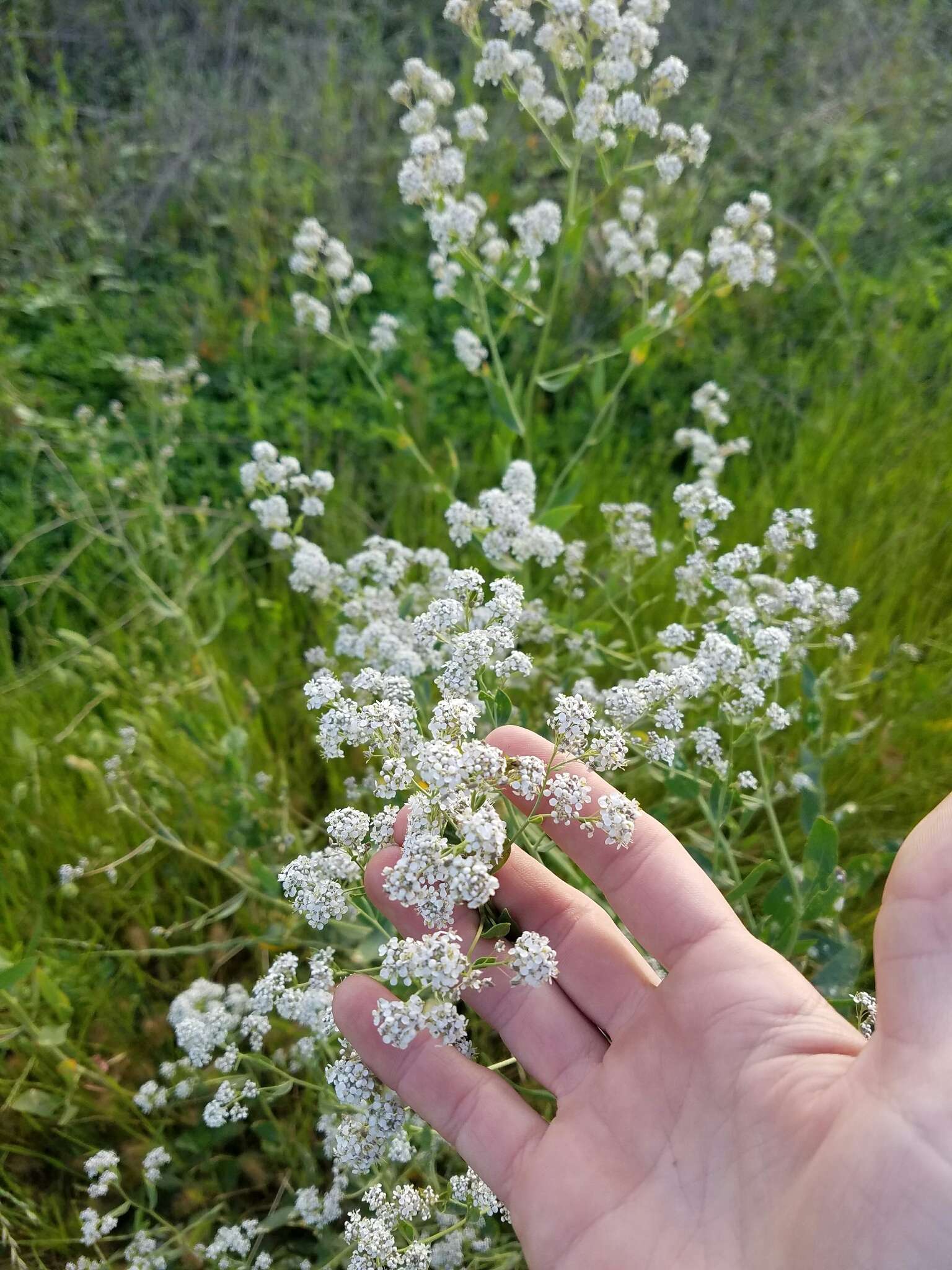 Image of broadleaved pepperweed