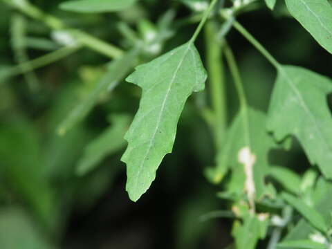 Image of fig-leaved goosefoot