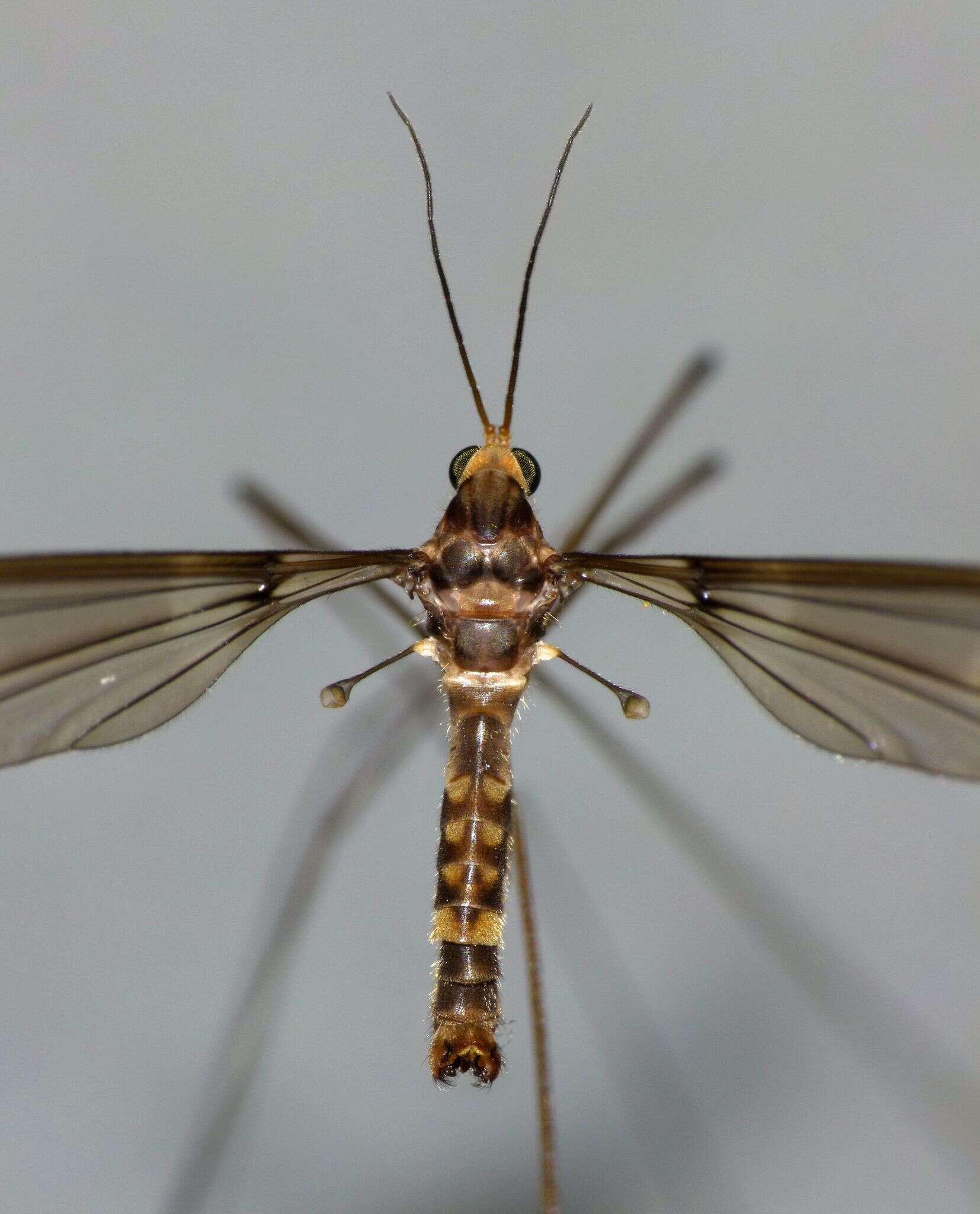 Image of Leptotarsus (Macromastix) cubitalis (Edwards 1923)