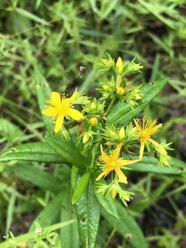 Sivun Hypericum adpressum W. C. P. Barton kuva