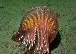 Image of luminescent sea-pen