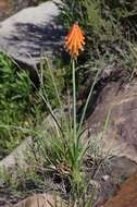 Image of Kniphofia triangularis Kunth