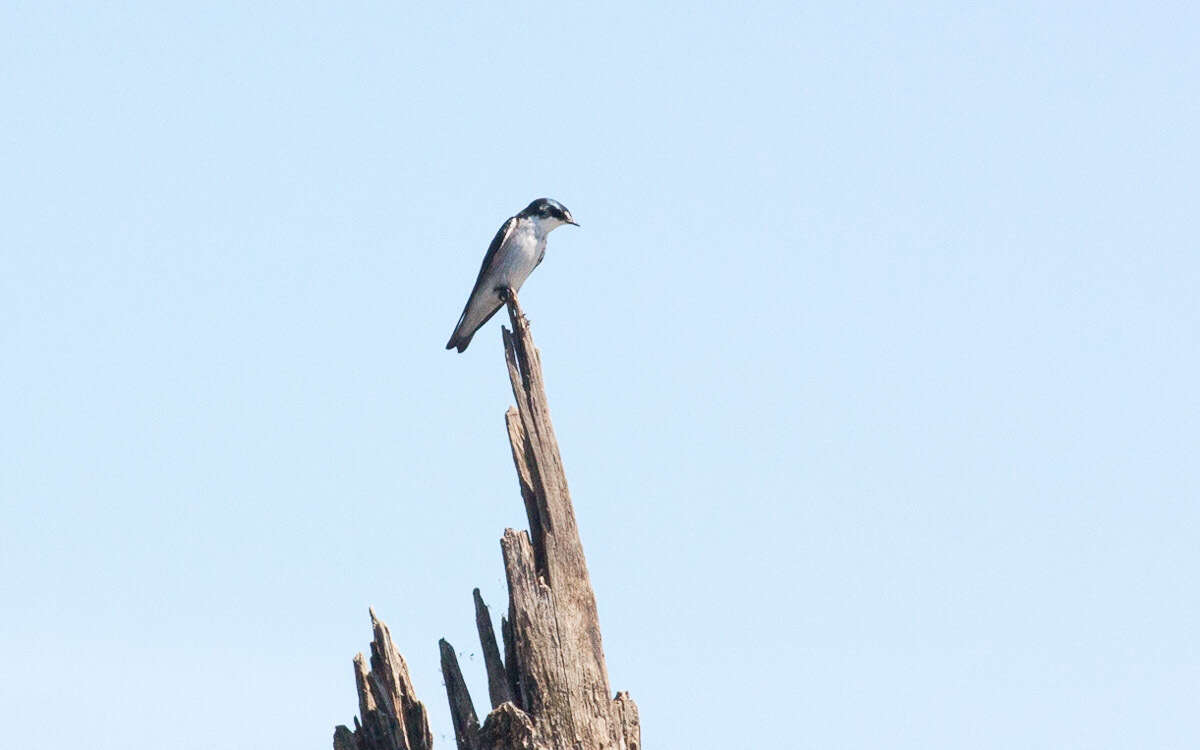 Image of Mangrove Swallow