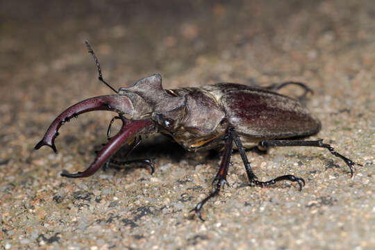 Image of Lucanus maculifemoratus Motschulsky 1861