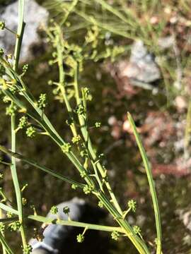 Acacia extensa Lindl. resmi