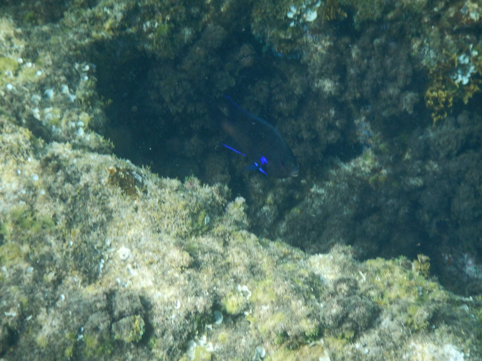 Image of Canary damsel