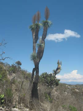 Image of Beaucarnea stricta Lem.