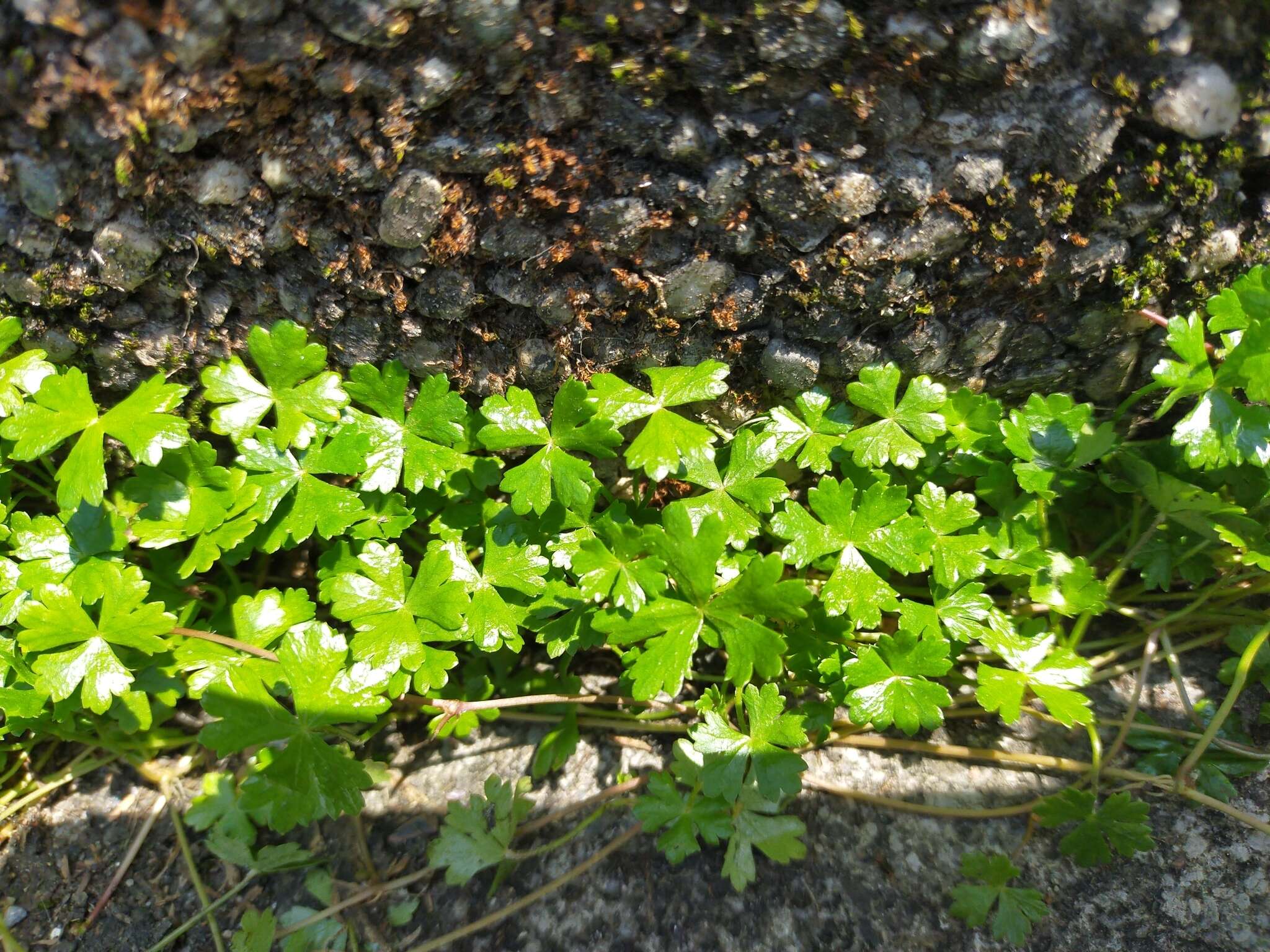 Hydrocotyle batrachium Hance的圖片