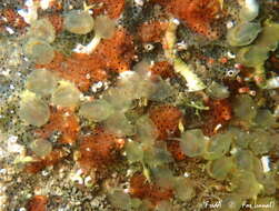 Image of Tunicate