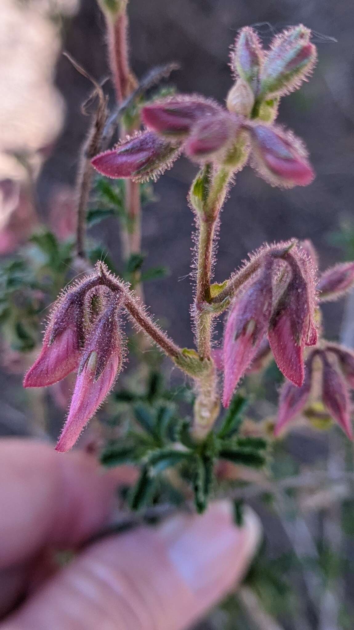 Image of shrubby restharrow