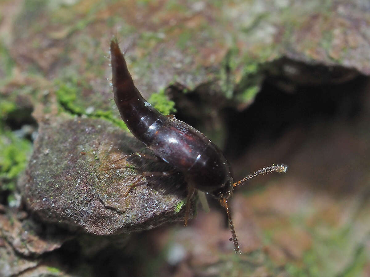 Image of Sepedophilus testaceus (Fabricius 1792)