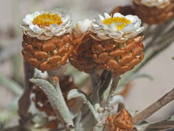 Image of Helichrysum cochleariforme DC.