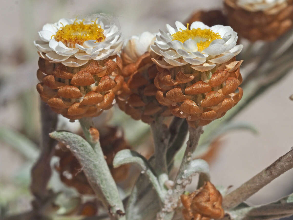 Image de Helichrysum cochleariforme DC.