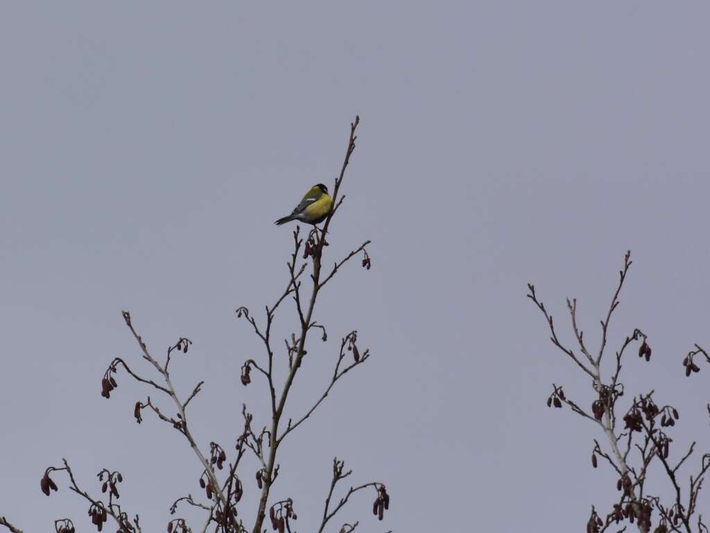 Image of Great Tit