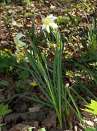 Narcissus incomparabilis Mill. resmi