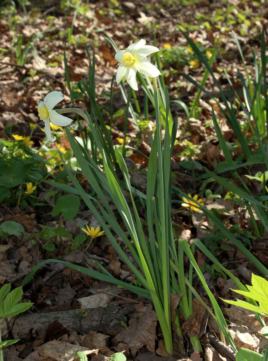 Narcissus incomparabilis Mill. resmi