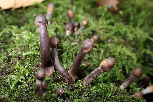 Image of Mycena polygramma (Bull.) Gray 1821